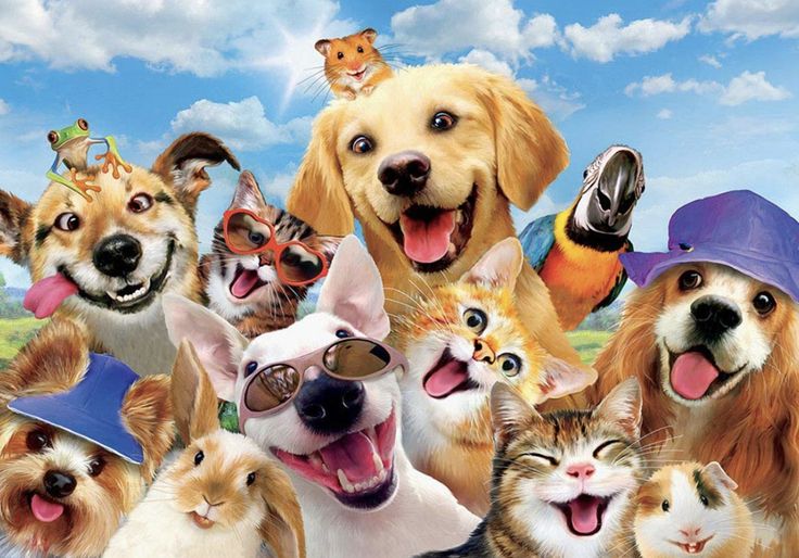 PRODUCTOS MASCOTAS