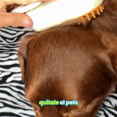 VAPORPET™ CEPILLO PARA MASCOTAS A VAPOR